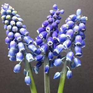Close up of three Grape Hyacinths