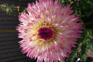 Pink tipped dahlia flower head