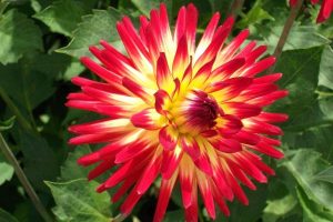 Bright red yellow dahlia flower head