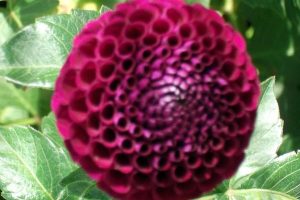 Purple dahlia flower head
