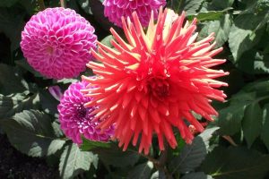 Bright red dahlia flower called Banker