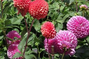 Pinks and reds dahlais in garden
