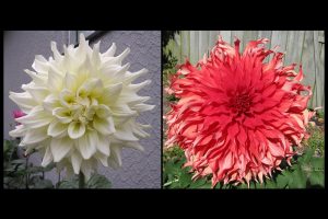Head of white and red dahlia