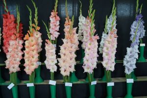 Mixed colour gladioli at flower show