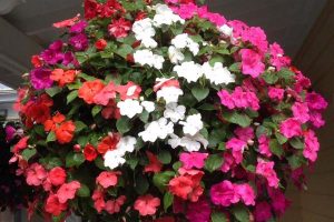 pink and white impatiens flowers