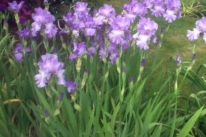 Beautiful blue Iris flowers