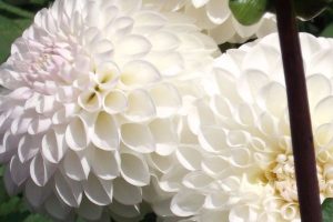 White dahlia flower head