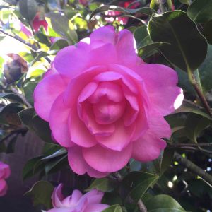 Pink Camelia